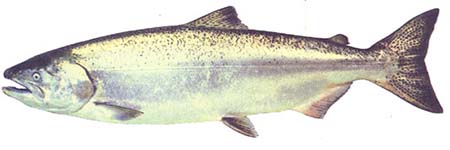 chinook